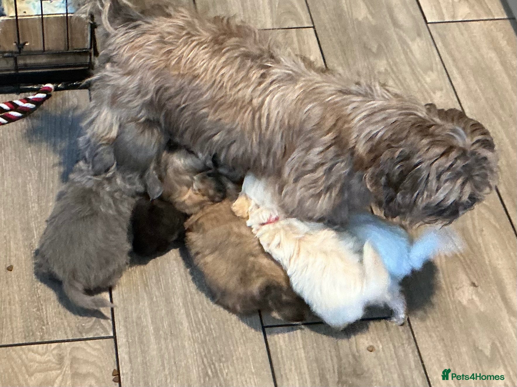 Shih Tzu dogs Imperial shih tzu - Advert 1
