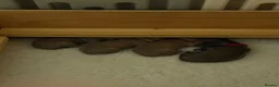 Italian Greyhound dogs for sale: KC registered Beautiful pups - Advert 20