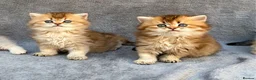 British Longhair cats for sale: Pedigree British longhair golden chocolate lilac - Advert 1