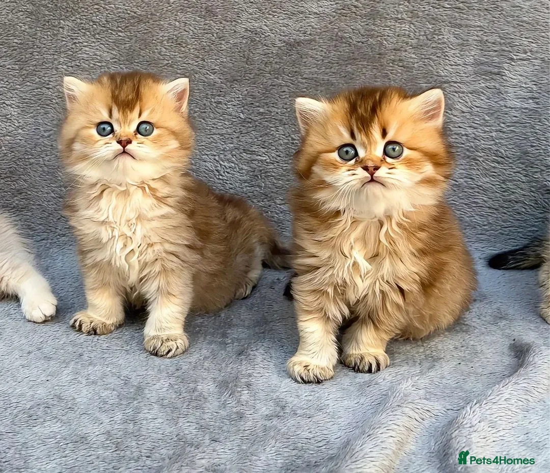 British Longhair cats for sale: Pedigree British longhair golden chocolate lilac - Advert 1