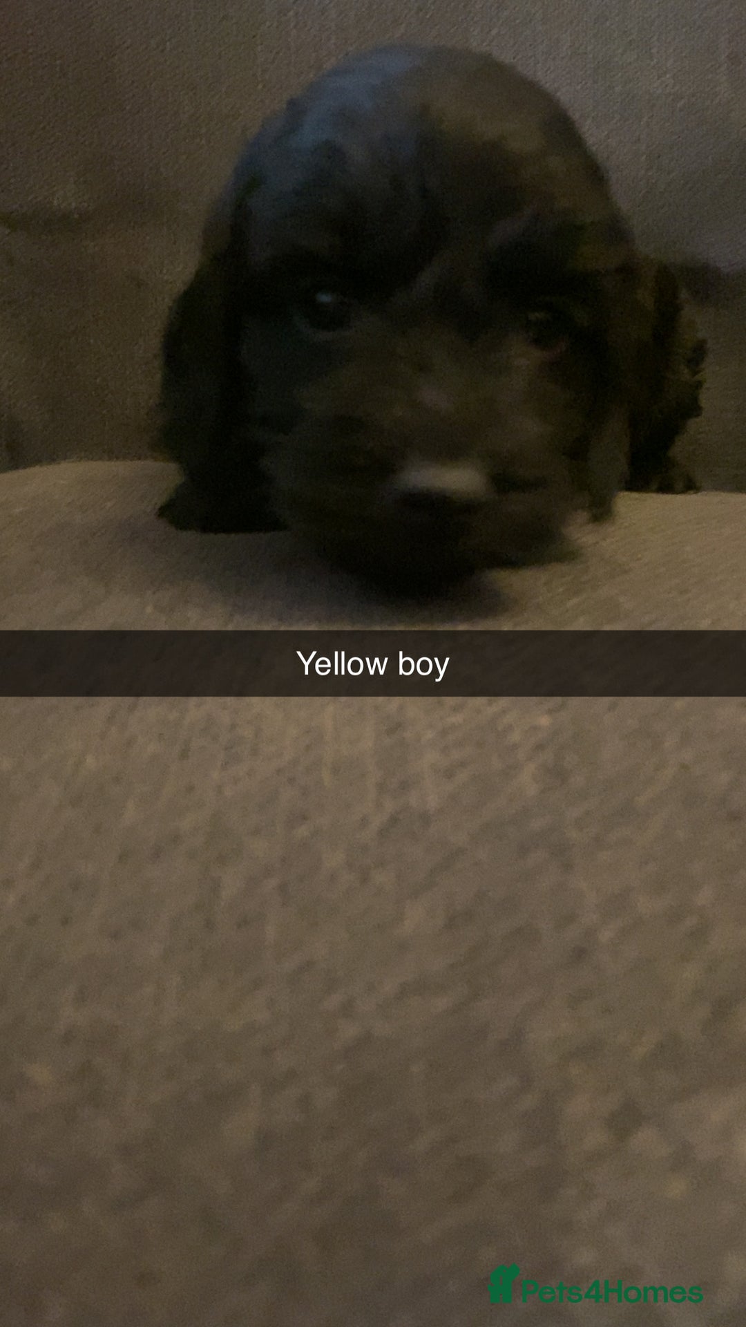 Cockapoo dogs for sale: Cockerpoo puppy’s  - Advert 7