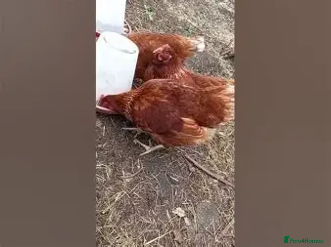 Mixed Breed birds for sale: warren hens x 2 - Advert 3