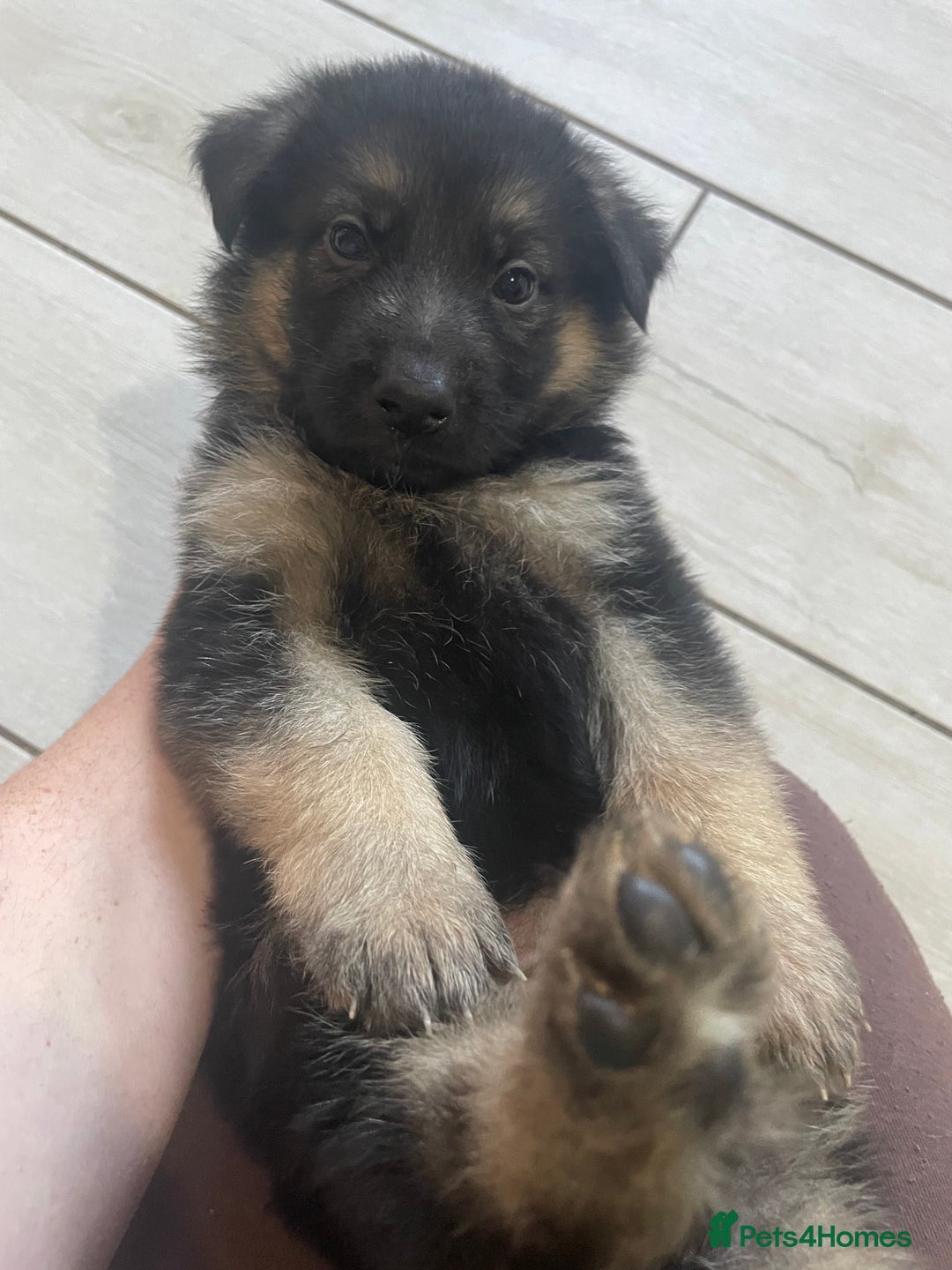 Shepsky dogs for sale: Beautiful puppies  - Image 5
