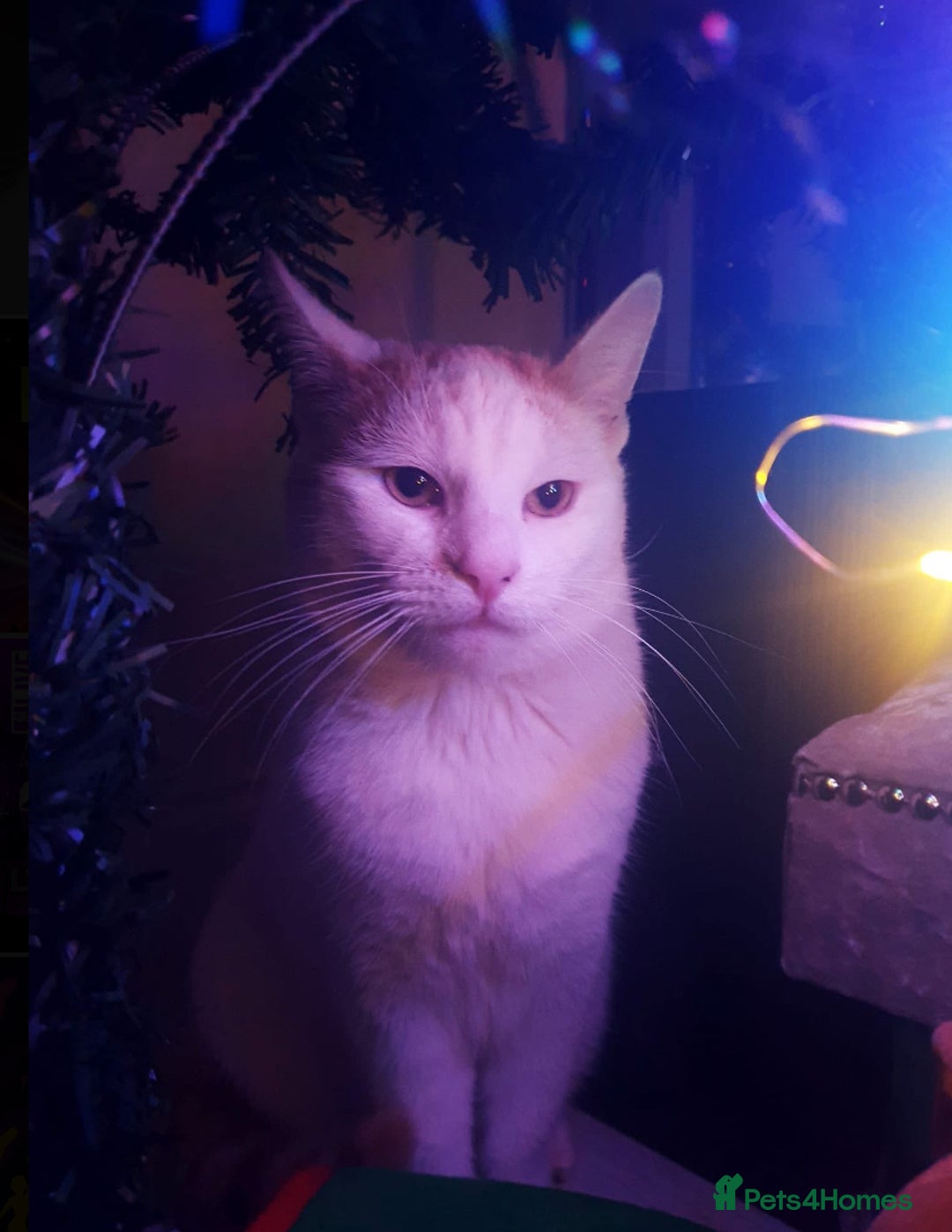 Ragdoll cats for sale: Rehoming cat FREE - Image 2