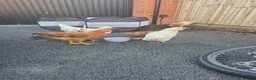 Chickens poultry for sale: 7 Chickens for Sale - Advert 4