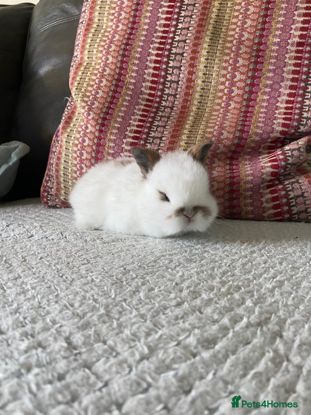 Mixed Breed rabbits for sale: 2 mini lop cross dwarf bunnies - Advert 5