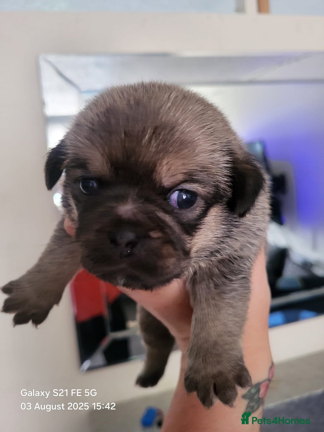Jug dogs for sale: Jug puppies  - Image 5