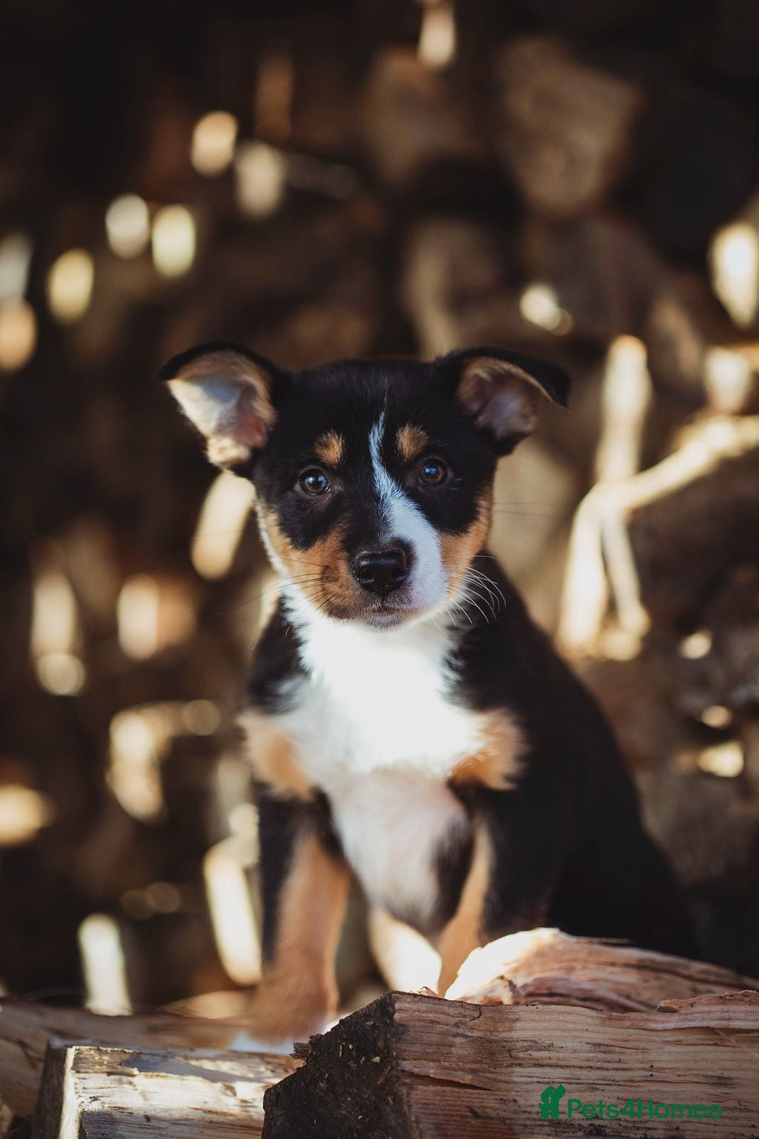 Border Collie dogs  Collie puppy - Advert 6