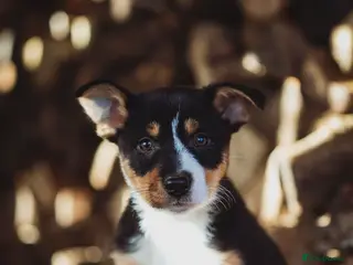 Border Collie dogs Collie puppy - Advert 6