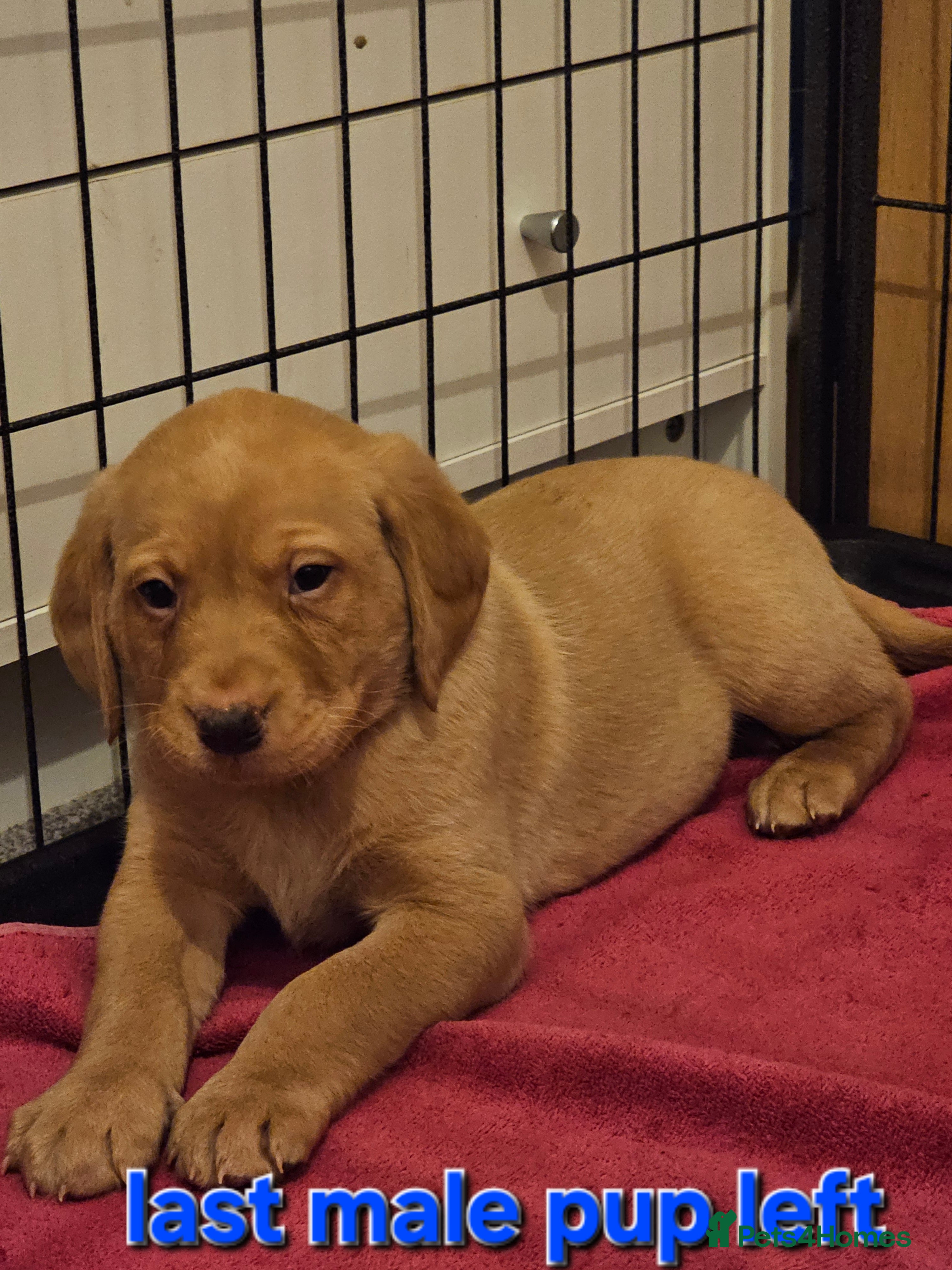 Labrador Retriever dogs Kc registered labrador pups  - Advert 22