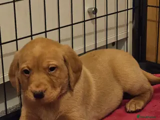 Labrador Retriever dogs Kc registered labrador pups - Advert 22