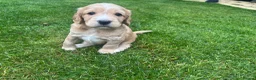 Cockapoo dogs for sale: Cockapoo Puppies  - Advert 2