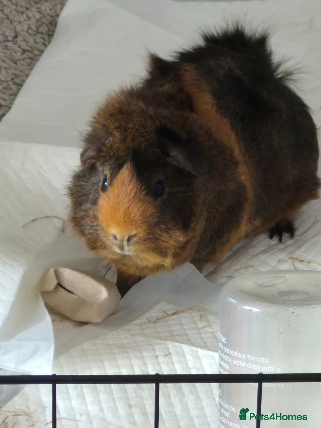 Guinea Pig rodents for sale: 3 male guinea pigs- individual sales in Reading - Advert 2