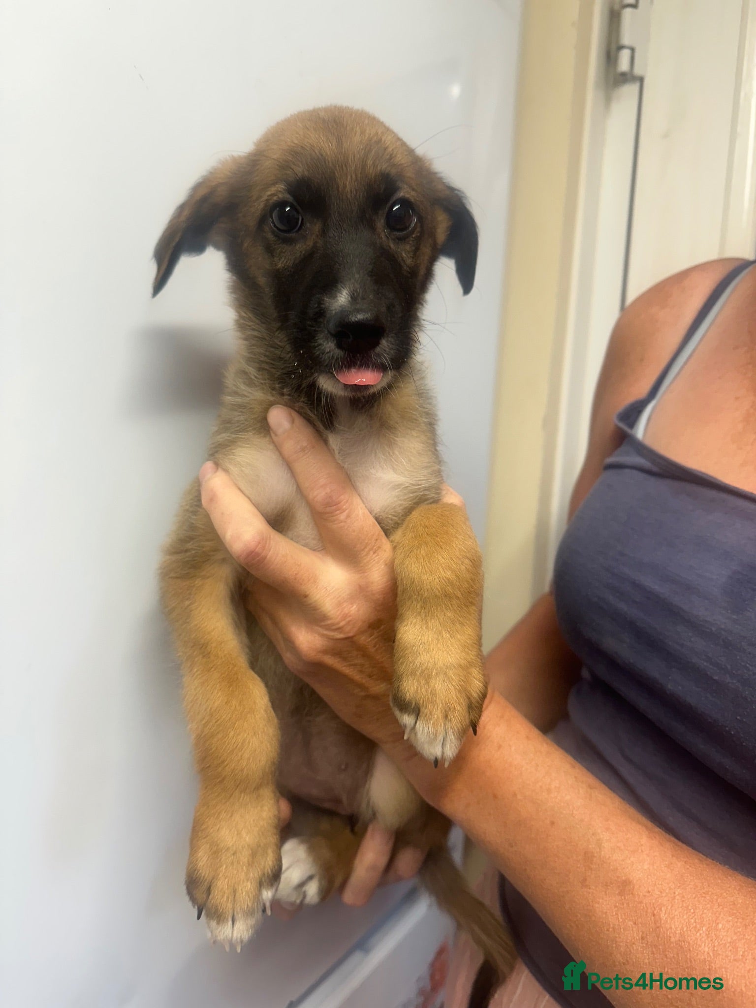 Mixed Breed dogs Lurcher puppies saluki x German shepherd ready now - Advert 15