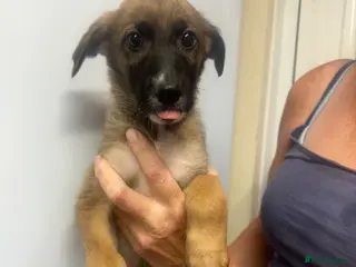 Mixed Breed dogs Lurcher puppies saluki x German shepherd ready now - Advert 6