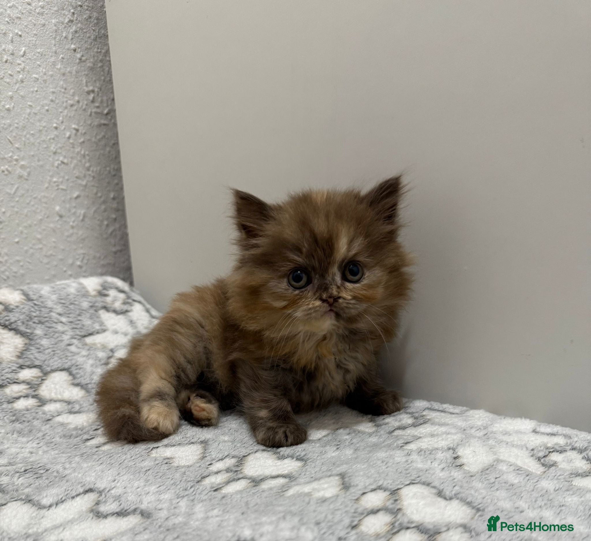 British Shorthair cats Stunning chocolate BSH & BLH kittens - Advert 2
