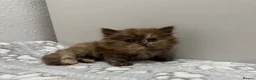 British Shorthair cats for sale: Stunning chocolate BSH & BLH kittens - Advert 13