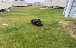 Rottweiler dogs for sale: Bear the Rottweiler  - Image 9