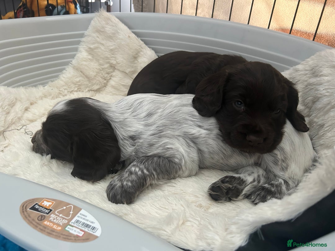 Cocker Spaniel dogs for sale: Working Cocker Spaniel Puppies - Advert 2