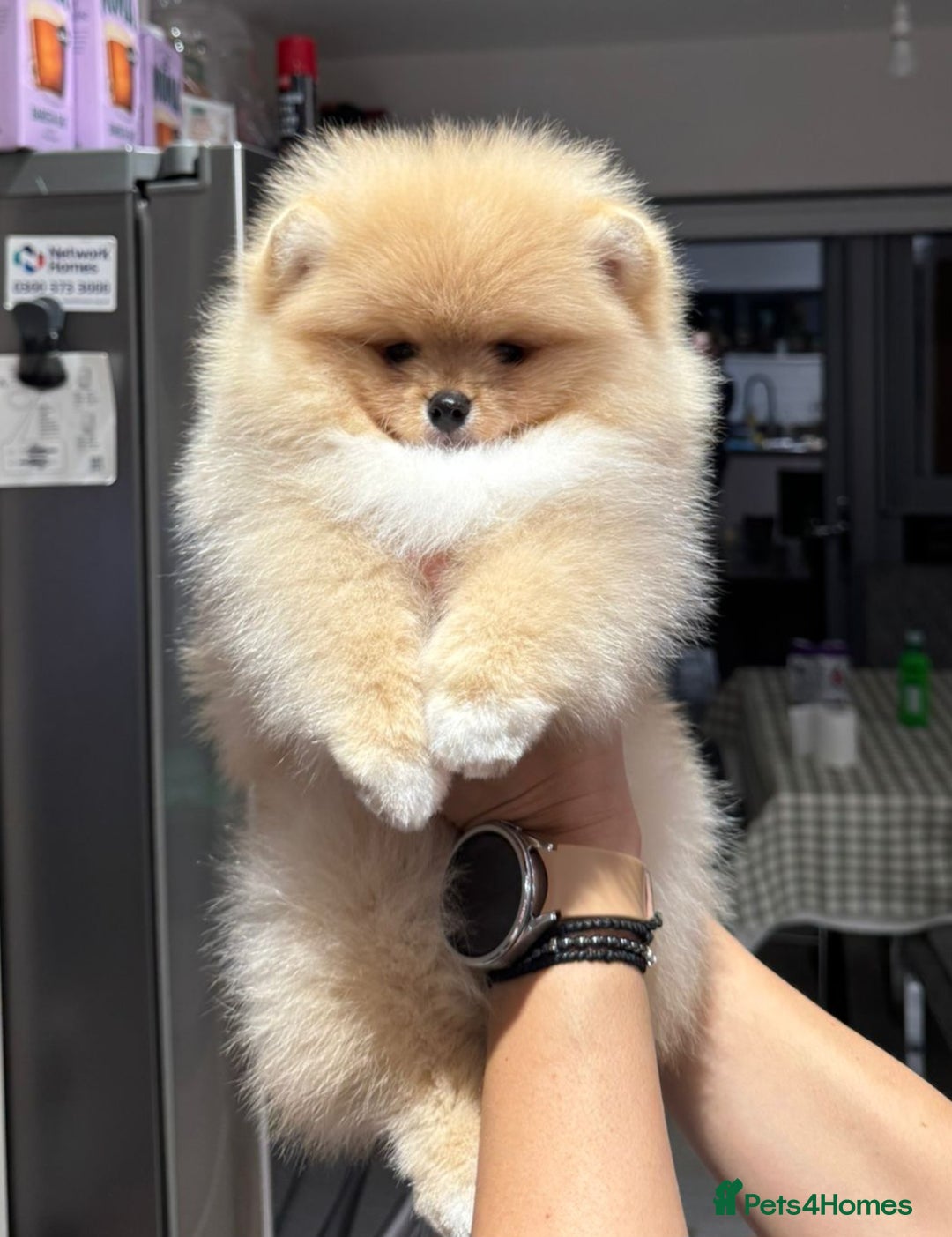 Pomeranian dogs for sale: 🌟 Your new best friend is waiting for you! 🌟 - Advert 3
