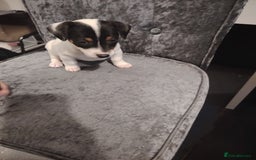 Jack Russell dogs for sale: Jack Russell pups  - Image 3