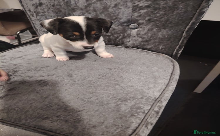 Jack Russell dogs - Advert 3