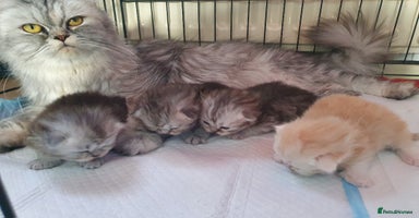 Persian cats - Advert 14