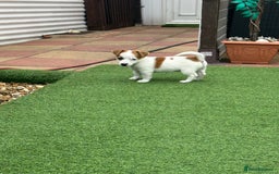 Jack Russell dogs for sale: Jack russle puppies  - Image 5