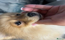 Pomeranian dogs for sale: Pomeranian puppies in Erith - Image 10