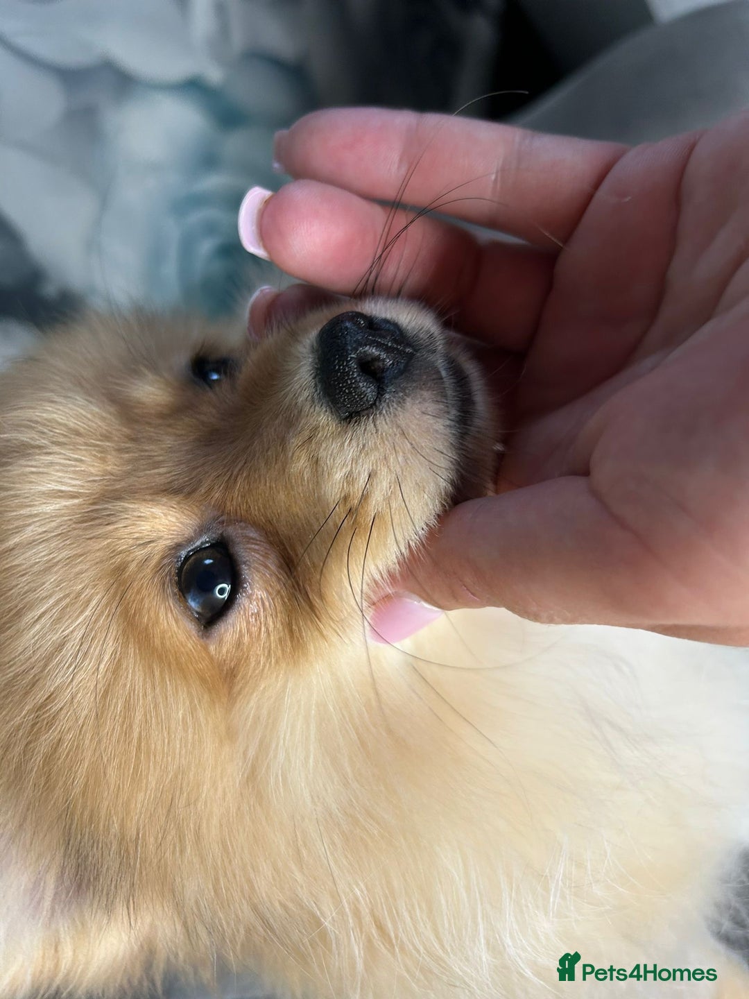 Pomeranian dogs for sale: Pomeranian puppies in Erith - Image 10