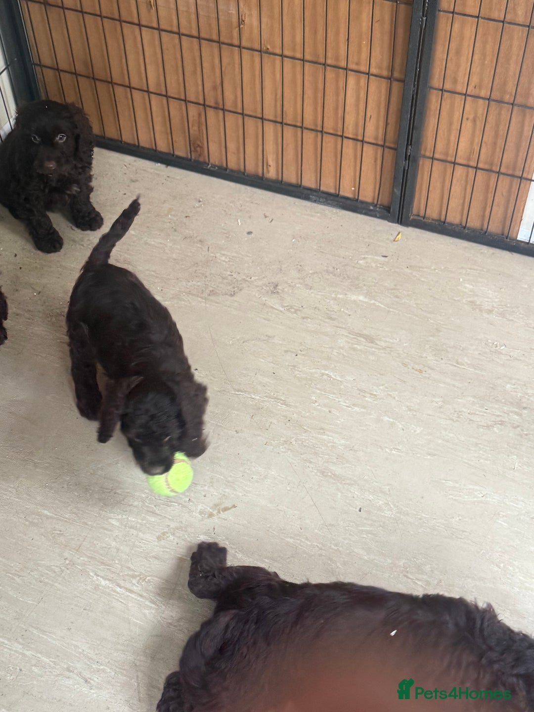 Cockapoo dogs for sale: Cockapoo puppies for sale  - Image 4