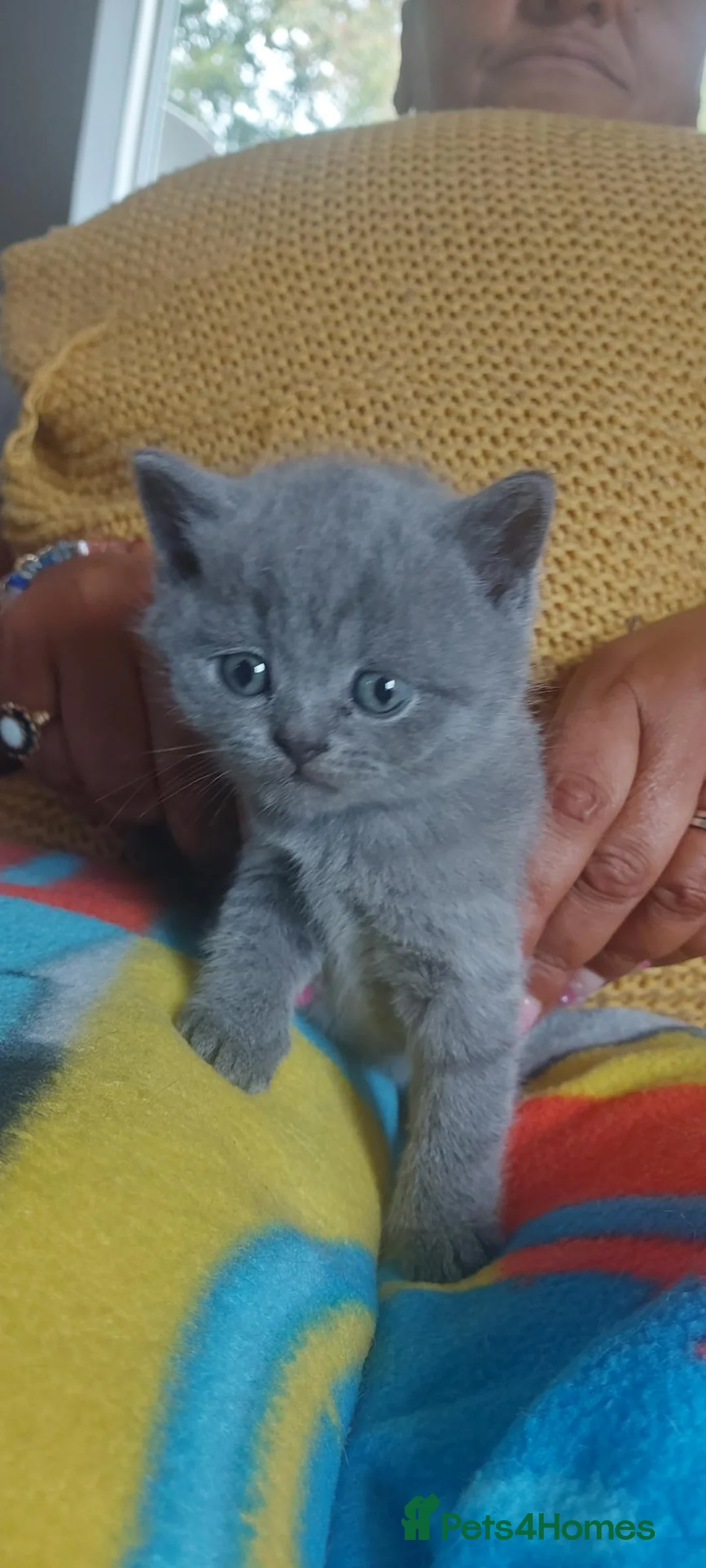 British Shorthair cats for sale: GCCF Pedigree British Shorthair Kittens - Advert 2