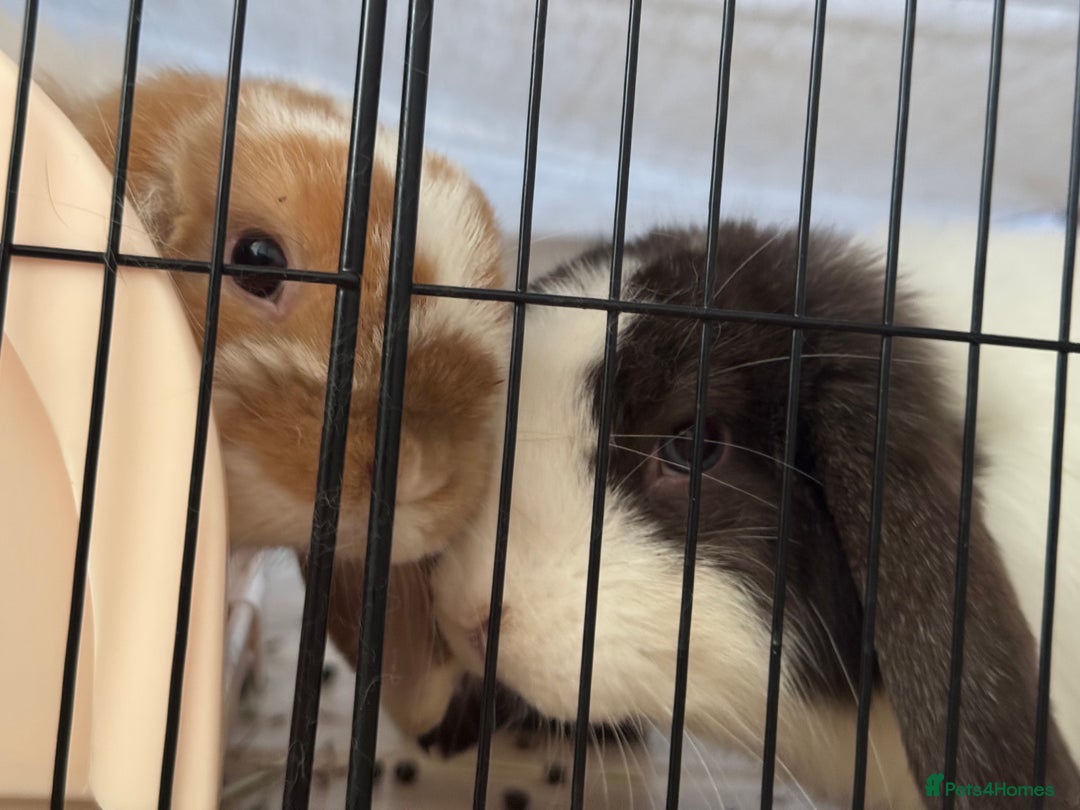 Mini Lop rabbits for sale: Mini lop for sale  - Image 6
