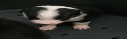 Border Collie dogs for sale: ​Border Collie Pups: Rare Slate Merle & B/W - Advert 12