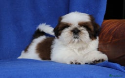 Shih Tzu dogs for sale: Beautiful Shih Tzu Puppies - Image 10