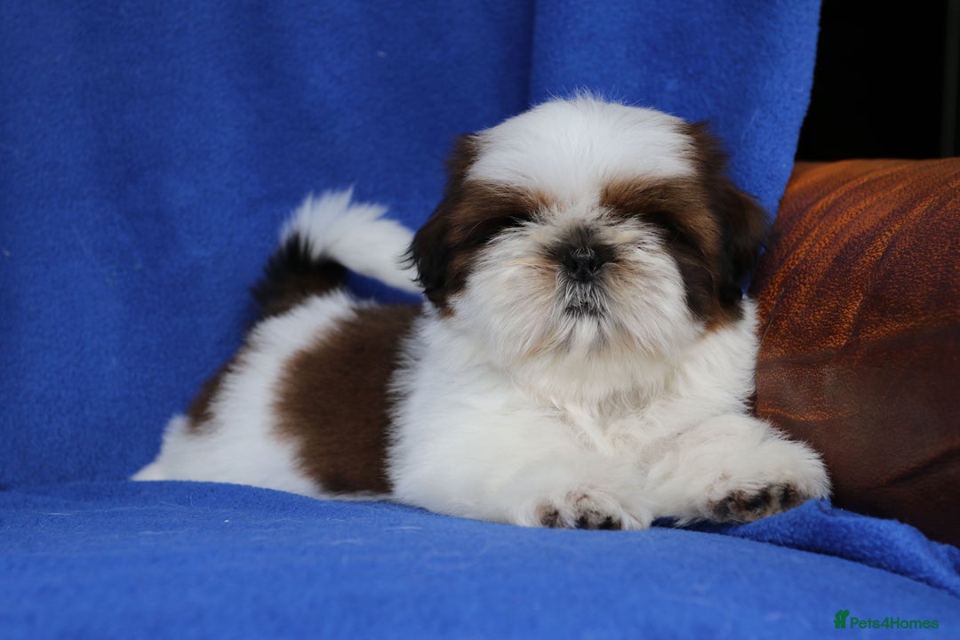 Shih Tzu dogs for sale: Beautiful Shih Tzu Puppies - Image 10