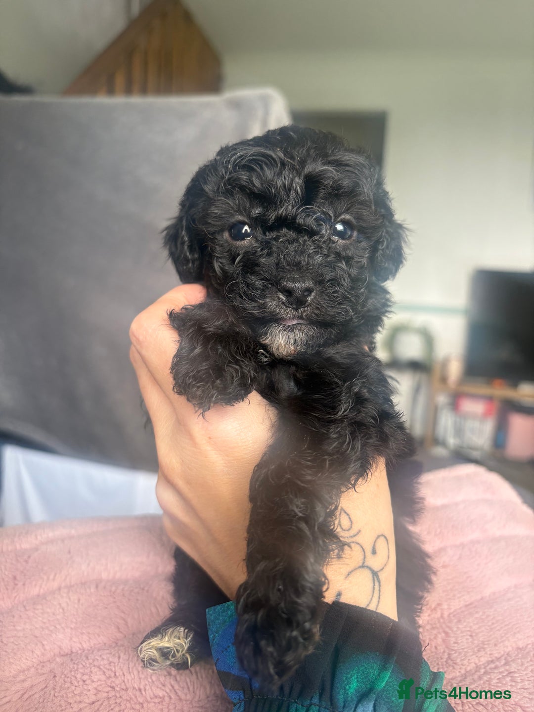 Shihpoo dogs for sale: Shihpoo 3 boys/1 girl - Advert 2