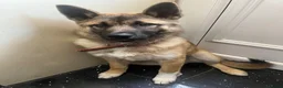 Huskita dogs for sale: Akita / Siberian husky - Advert 6