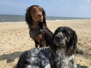 Cocker Spaniel dogs Ready now Gorgeous working cocker spaniels - Advert 17