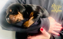 Dobermann dogs for sale: Trained Doberman puppies  - Advert 5
