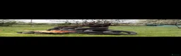 Belgian Shepherd Dog dogs for sale: DUTCH HERDER  in Darlington - Advert 2