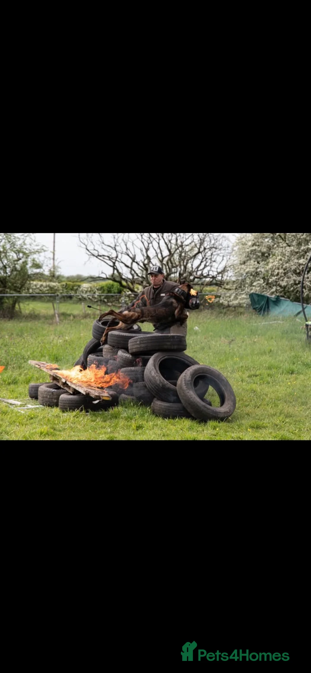 Belgian Shepherd Dog dogs for sale: DUTCH HERDER  in Darlington - Advert 2