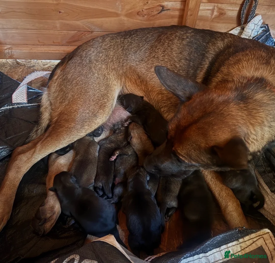 Belgian Shepherd Dog dogs for sale: Belgian Malinois pups 4 weeks old - Advert 2