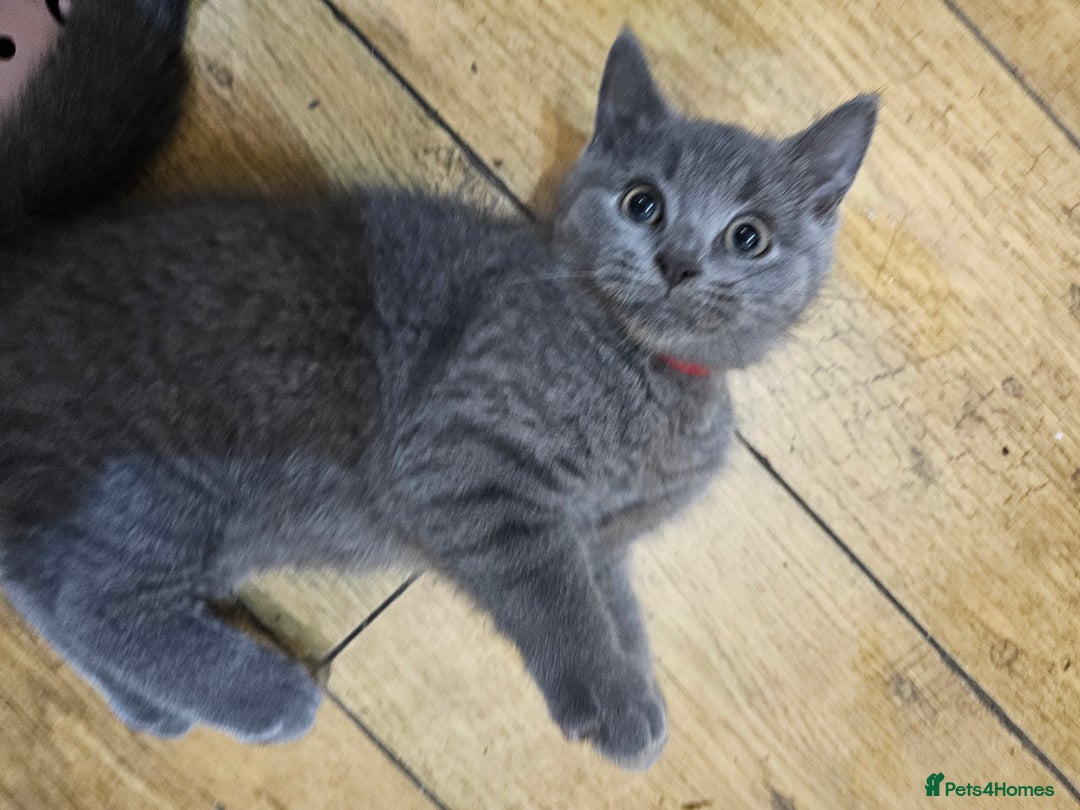 Mixed Breed cats for sale: Beautiful British Shorthair Cross  - Image 38
