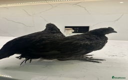 Chickens poultry for sale: Silkie, polish frizzle  looking for rehome  - Advert 12