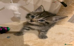 Mixed Breed cats for sale: Mixed Himalayan - Image 31