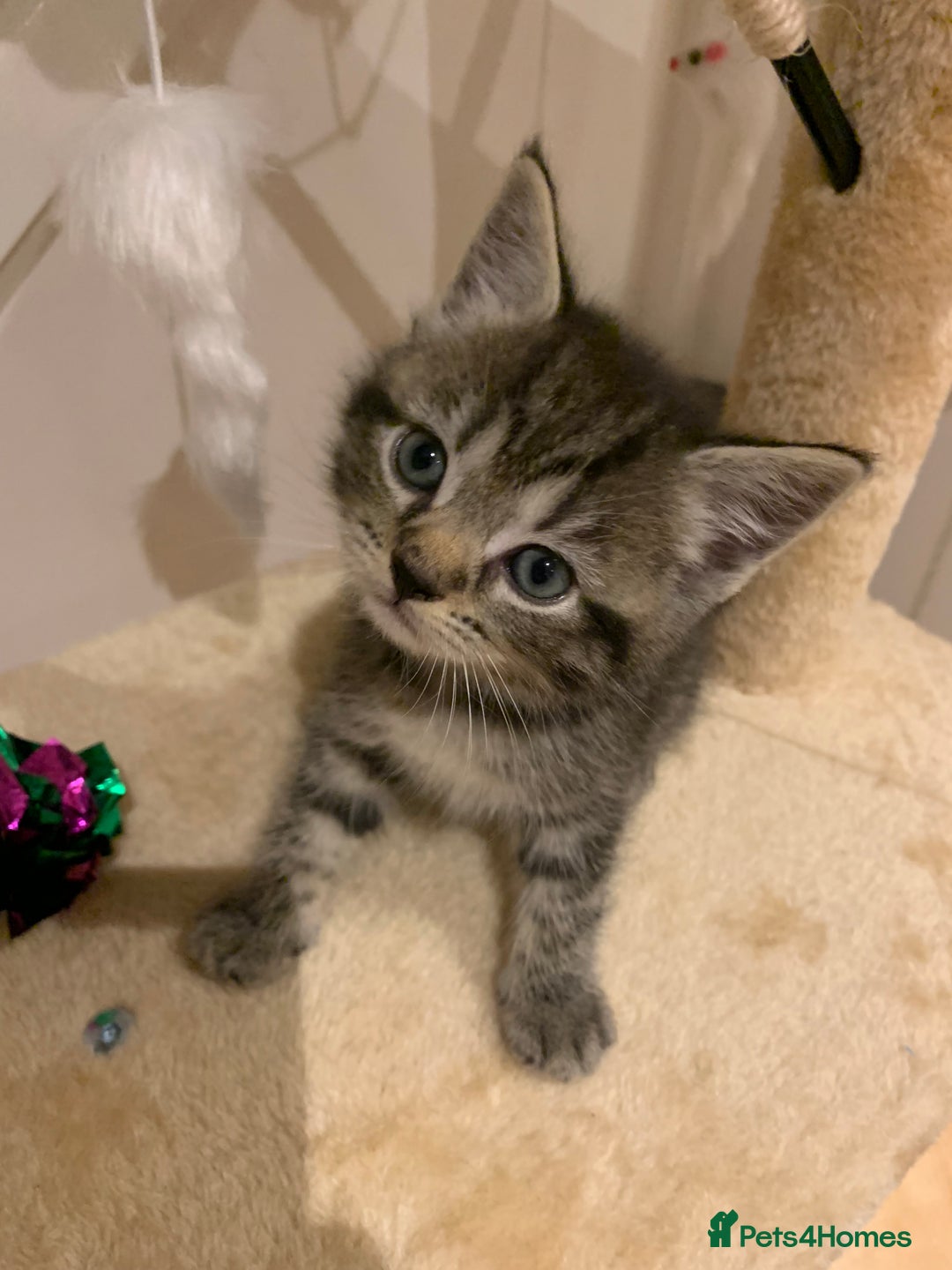 Mixed Breed cats for sale: Mixed Himalayan - Image 31