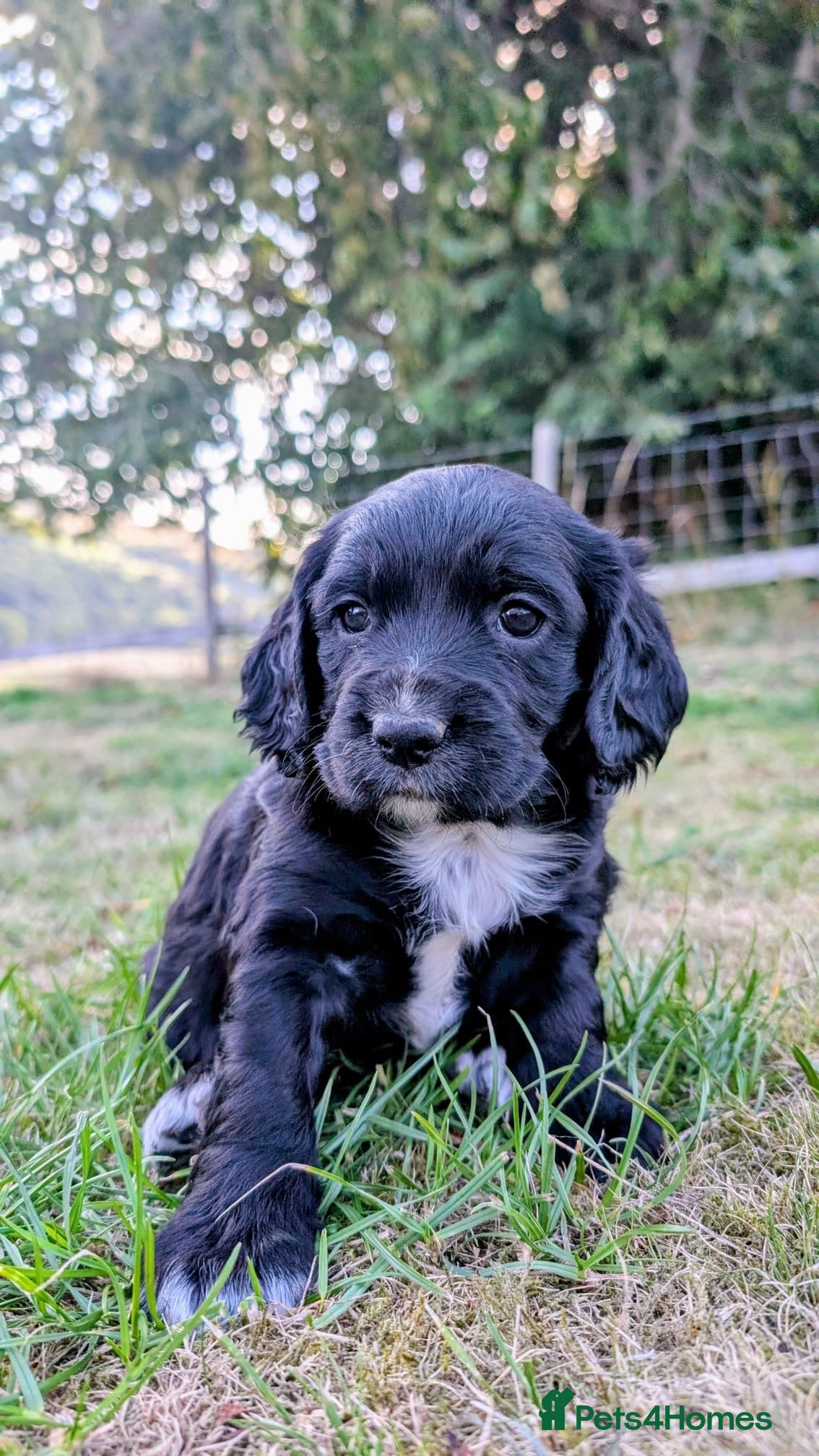 Cocker Spaniel dogs 7 beautiful cocker spaniels - Advert 2