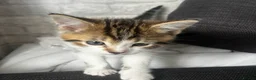 Mixed Breed cats for sale: Gorgeous Male Tabby Kitten – Maine Coon Ancestry  - Advert 3