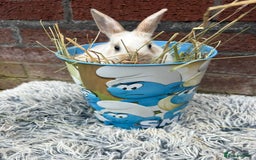 Lionhead rabbits for sale: lionhead  - Image 7